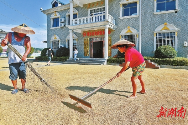 9月20日，漫水村村民在操坪曬稻谷。